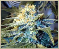 Gage Green Transformer Cannabis Seeds