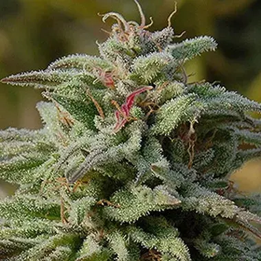 Trippy Gorilla Auto Feminised Cannabis Seeds | Big Head Seeds