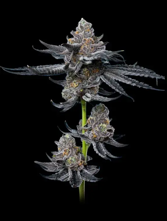 Platinum OG Feminised Cannabis Seeds - Mavericks Seeds.