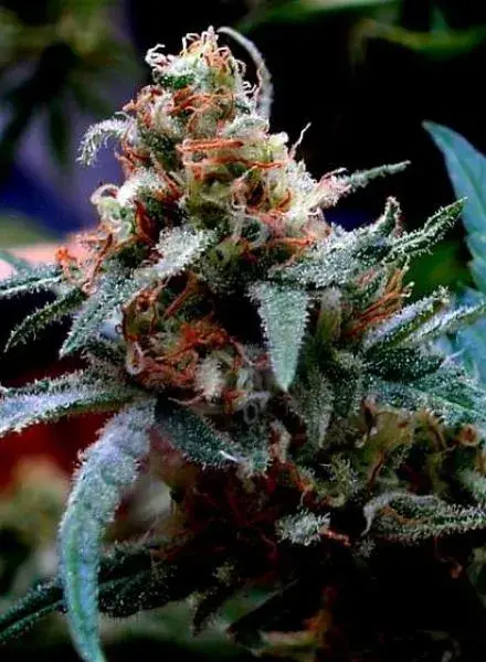 UBC Chemo Regular Cannabis Seeds | BC Bud Depot