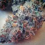 Ultimate Purple Regular Cannabis Seeds |  BC Bud Depot