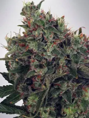 Ultra White Amnesia Feminised Cannabis Seeds | Ministry of Cannabis