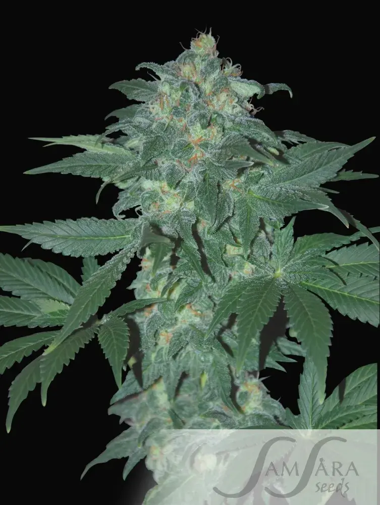 Ultraviolet Auto Feminised Cannabis Seeds
