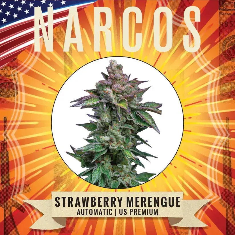 Strawberry Merengue Auto Feminised Cannabis Seeds - NARCOS Seeds.