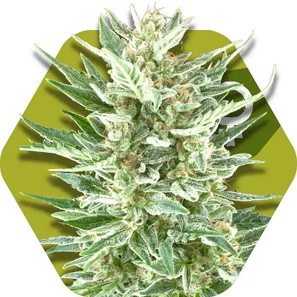 Vanilla ICE Feminised Cannabis Seeds | Zambeza Seeds