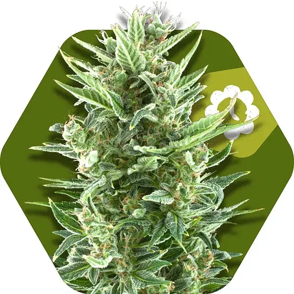 Vanilla ICE Auto Feminised Cannabis Seeds | Zambeza Seeds