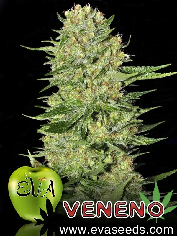 Veneno Feminised Cannabis Seeds