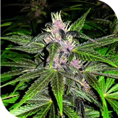 Violet Haze Feminised Cannabis Seeds | Plantformers