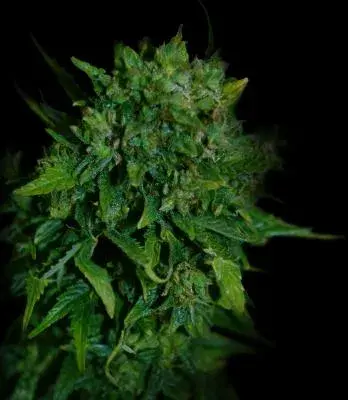 VIP Auto Feminised Cannabis Seeds