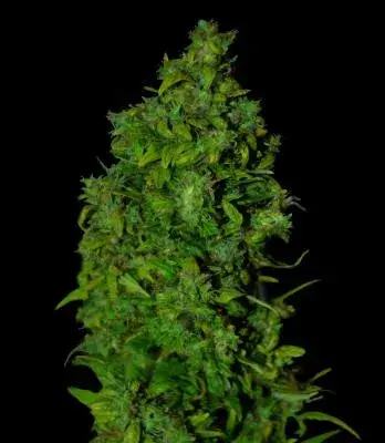 VIP Dwarf Auto Feminised Cannabis Seeds