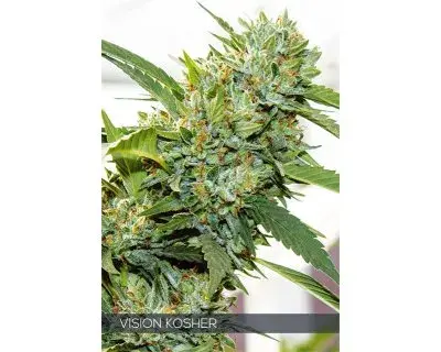 Vision Kosher Feminised Cannabis Seeds | Vision Seeds