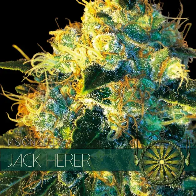 Jack Herer Feminised Cannabis Seeds | Vision Seeds