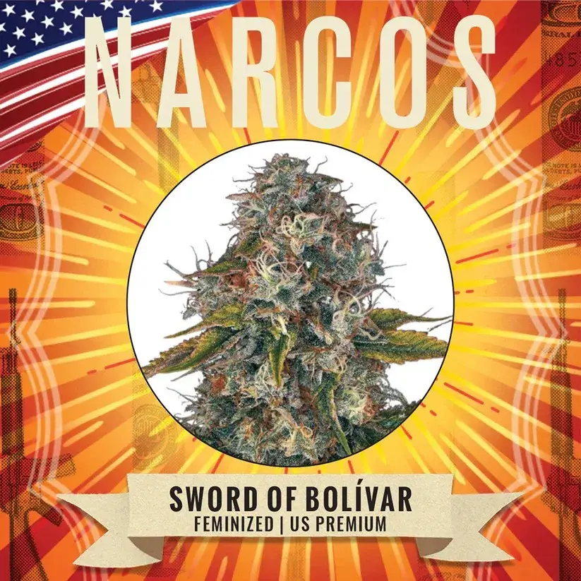 Sword of Bolivar Feminised Cannabis Seeds - NARCOS Seeds.