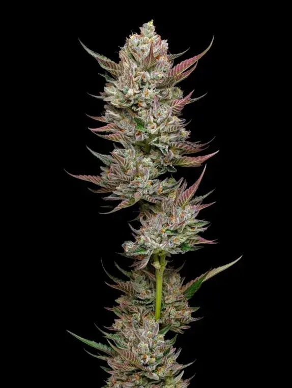 Tropicana Cherry Feminised Cannabis Seeds - Mavericks Seeds.