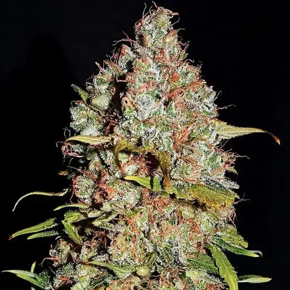 Empire White Truffle Cannabis Seeds – Empire Seeds Bank.