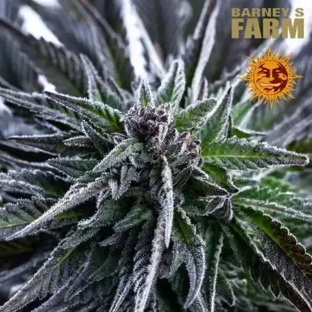 Bruce Banner Feminised Cannabis Seeds | Barney's Farm. 