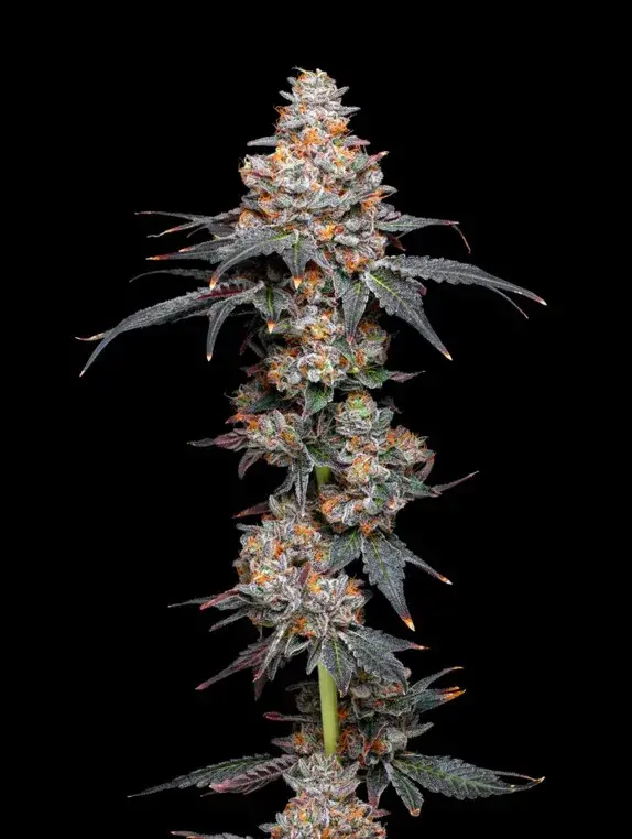 Zerealz Feminised Cannabis Seeds - Mavericks Seeds.