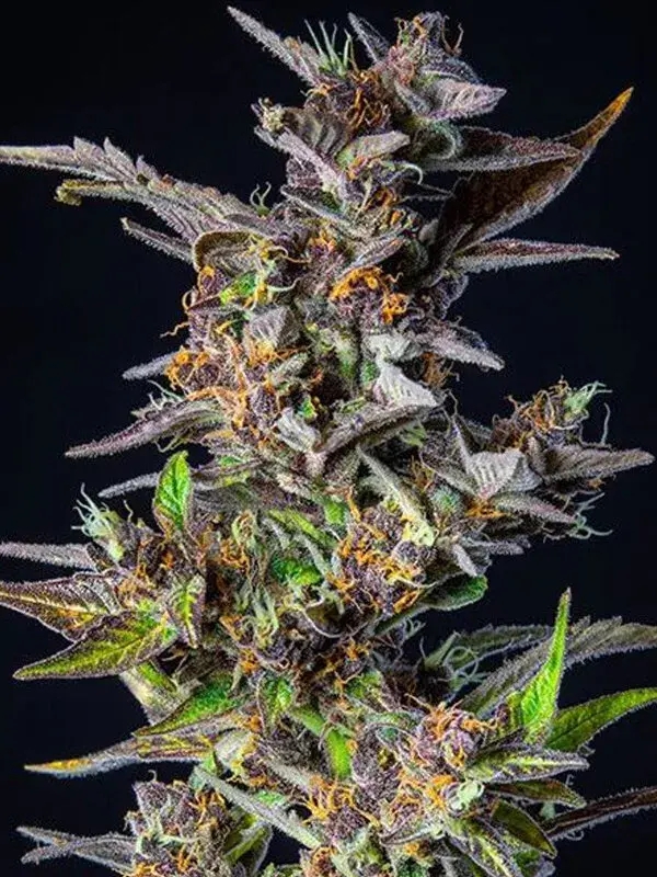 Watermelon  Auto Feminised Cannabis Seeds - Power Strains