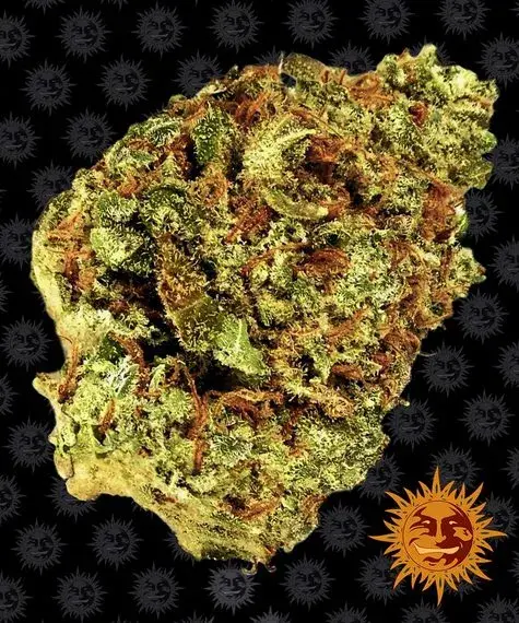 Watermelon Zkittlez Auto Feminised Cannabis Seeds | Barney's Farm 
