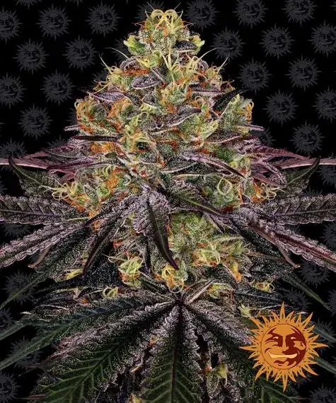 Watermelon Zkittlez Feminised Cannabis Seeds | Barney's Farm 