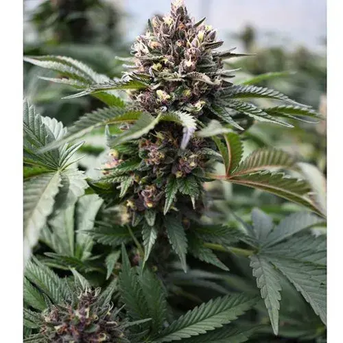 HendRx Wedding Tree Feminised Cannabis Seeds - Humboldt Seed Company