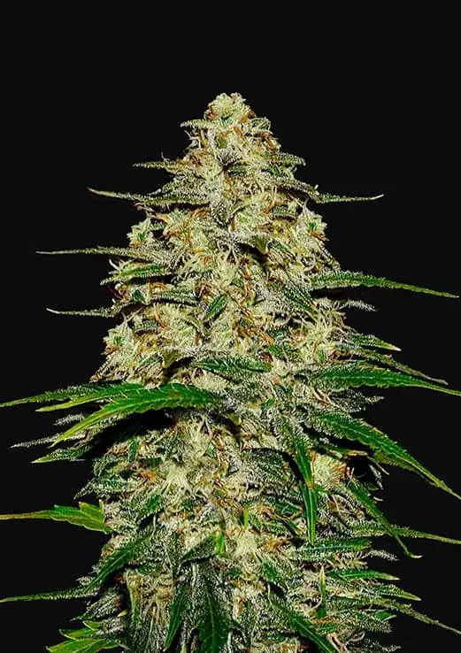 Wedding Cheesecake Auto Feminised Cannabis Seeds | Fast Buds