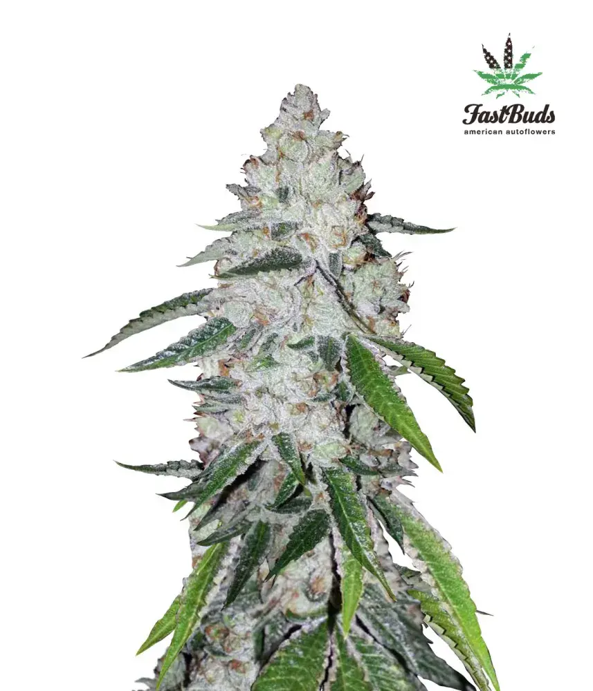 West Coast OG Auto Feminised Cannabis Seeds | Fast Buds