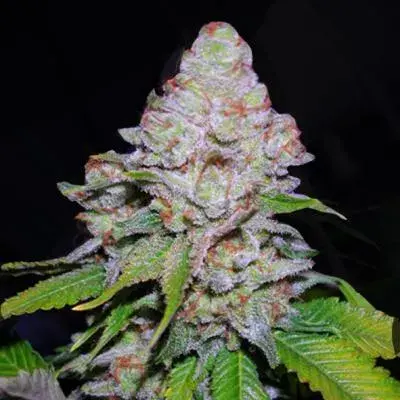 White Berry Feminised Cannabis Seeds
