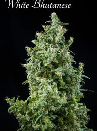 White Bhutanese Feminised Cannabis Seeds | Mandala Seeds