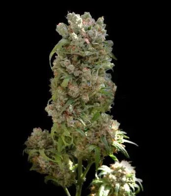 White Spanish Feminised Cannabis Seeds