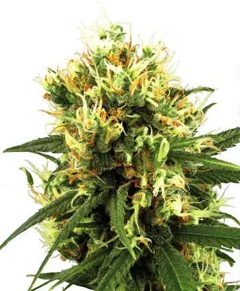 White Haze Automatic Feminised Cannabis Seeds | White Label Seed Company