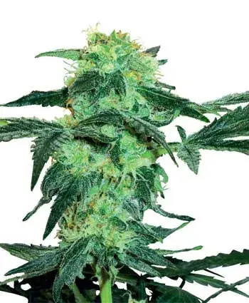 White Ice Feminised Cannabis Seeds | White Label Seed Company