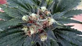 White Rhino Feminised Cannabis Seeds | Nirvana 