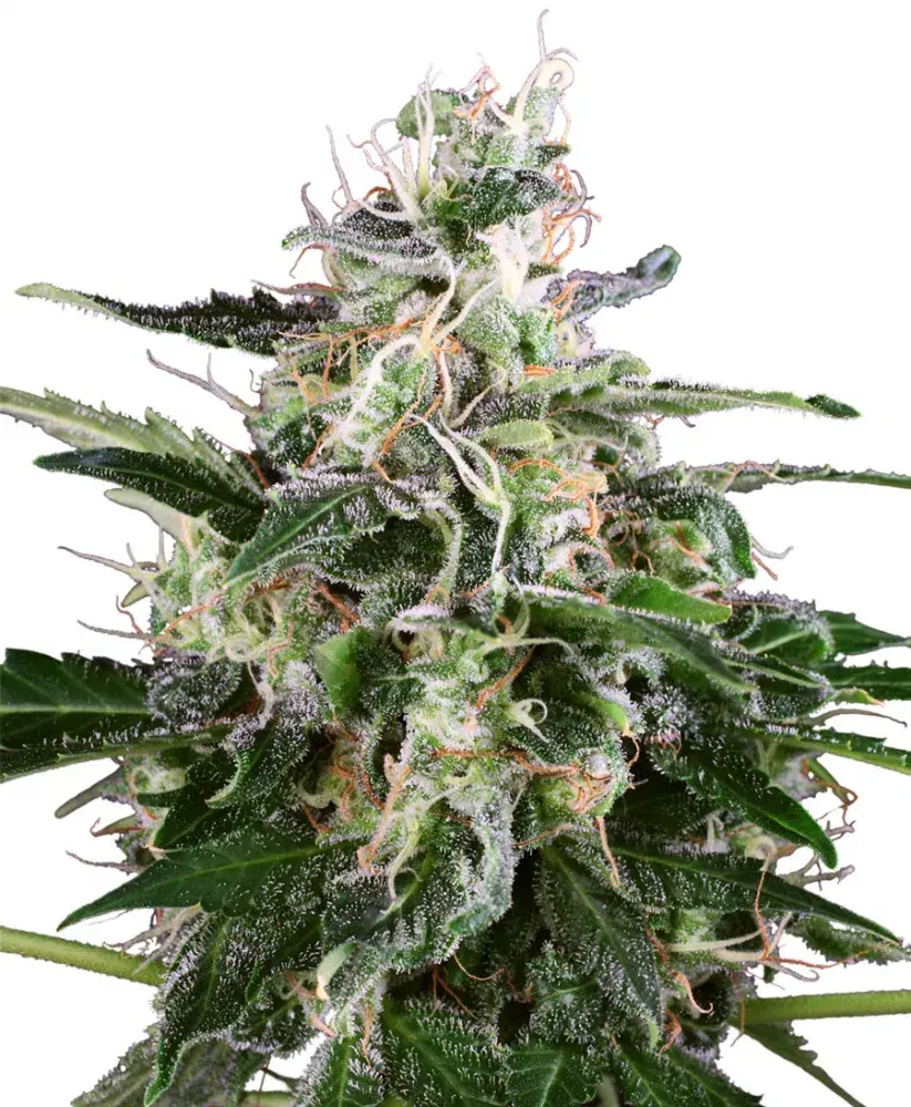 White Skunk Auto Feminised Cannabis Seeds | White Label Seed Company