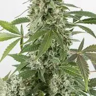 White Widow Auto Feminised Cannabis Seeds | Dinafem Seeds