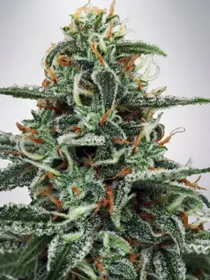 White Widow Feminised Cannabis Seeds | Ministry of Cannabis