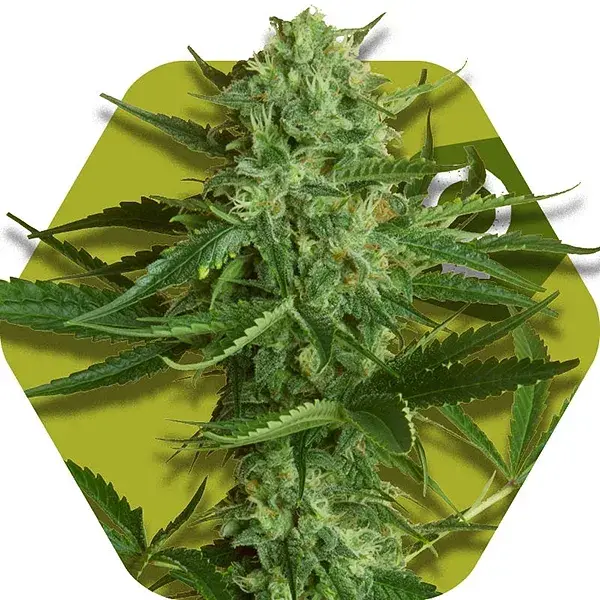 White Widow Haze Feminised Cannabis Seeds | Zambeza Seeds