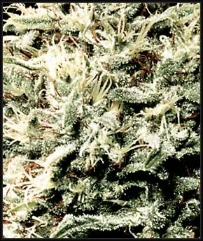 White Rhino Feminised Cannabis Seeds | Green House Seeds