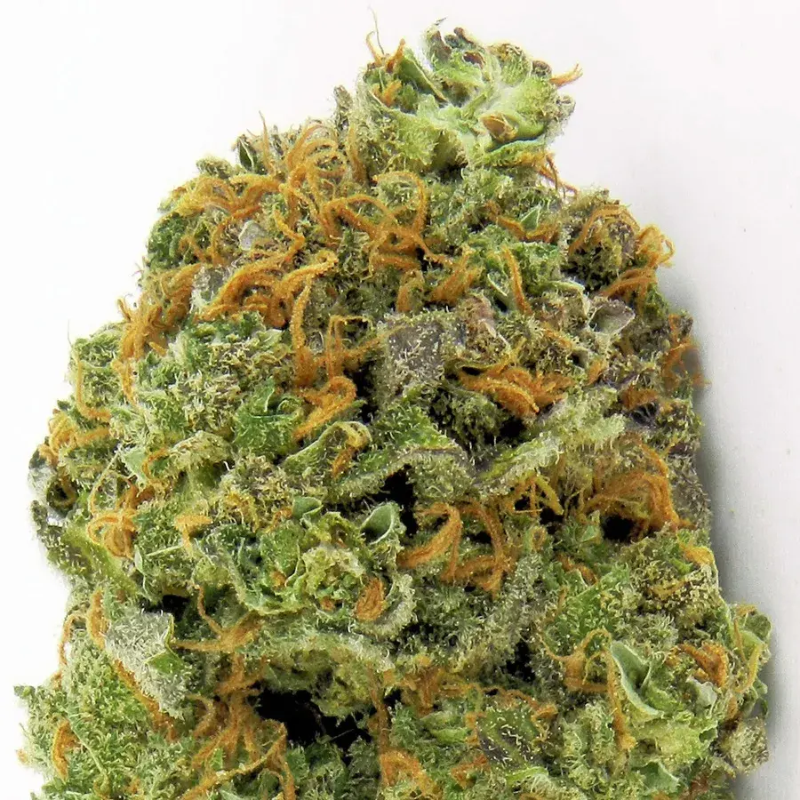 Wipeout Express Auto Feminised Cannabis Seeds | Heavyweight Seeds