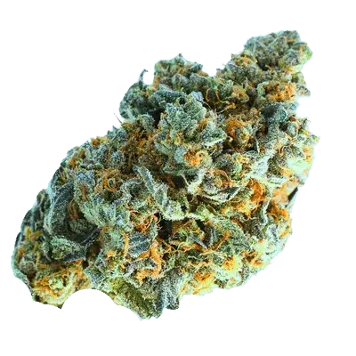 Minted Oreoz Feminised Cannabis Seeds- Terp Farmz.