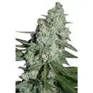 Wonder Skunk Feminised Cannabis Seeds