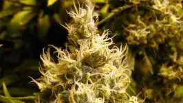 Wonder Woman Feminised Cannabis Seeds | Nirvana 