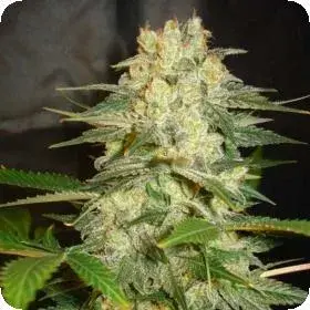 Afghan Kush Auto Feminised Cannabis Seeds - Power Strains
