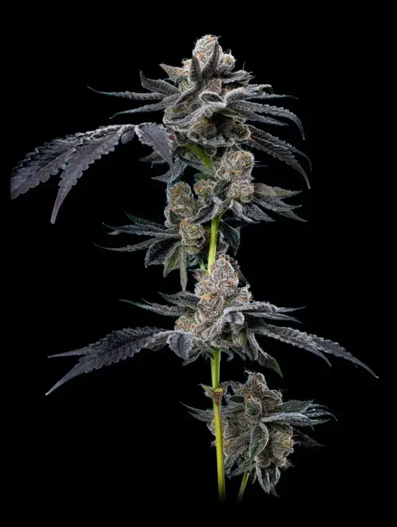 Motor Breath Feminised Cannabis Seeds - Mavericks Seeds.