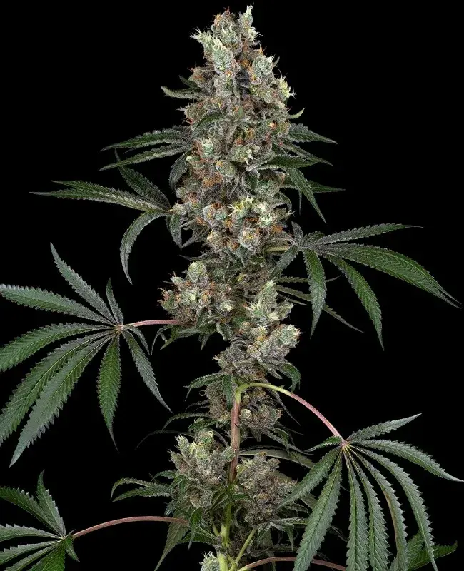 Chemberries Feminised Cannabis Seeds | White Label Seed Company.