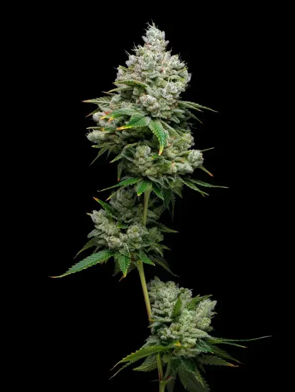 Kiwi x Papaya Feminised Cannabis Seeds - Mavericks Seeds.