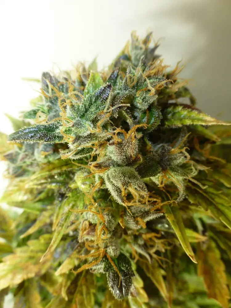 Strawberry Jam Regular Auto Cannabis Seeds | Flash Autos