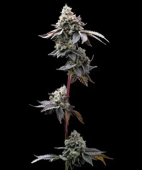 GMO Cookies Feminised Cannabis Seeds | Barney's Farm.
