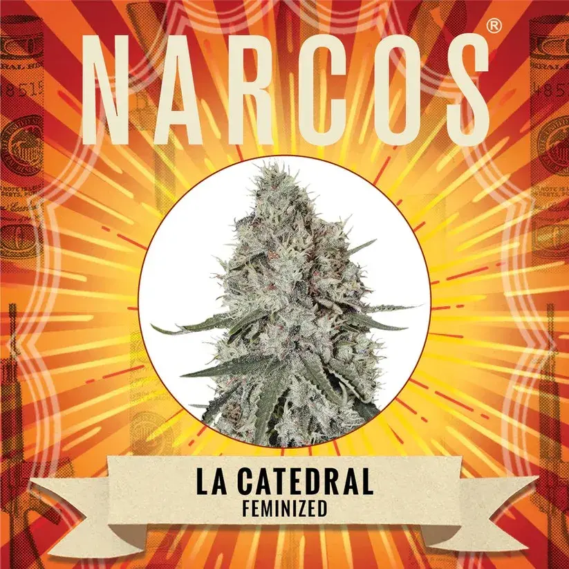  La Catedra Feminised Cannabis Seeds - NARCOS Seeds
