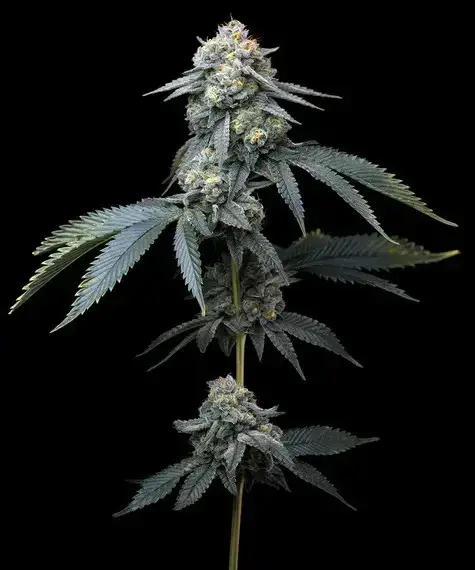 Jealously Feminised Cannabis Seeds | Barney's Farm.